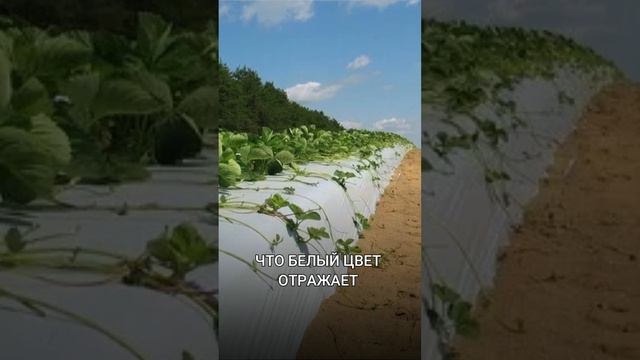 БЕЛАЯ ИЛИ ЧЕРНАЯ МУЛЬЧИРУЮЩАЯ ПЛЕНКА смотреть онлайн