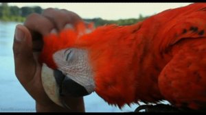 КАК СОДЕРЖАТЬ ПОПУГАЯ АРА В ДОМАШНИХ УСЛОВИЯХ? /ВСЕ О АРА/