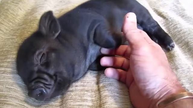 Топ 10 Самые маленькие животные в мире. Удивительные животные смотреть онлайн