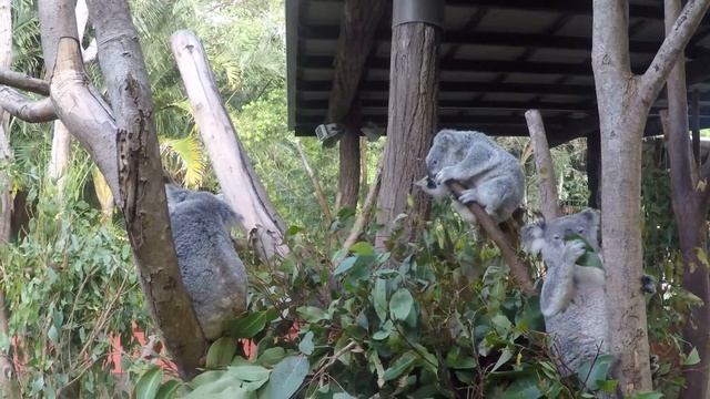 Koalas Munching Eucalyptus