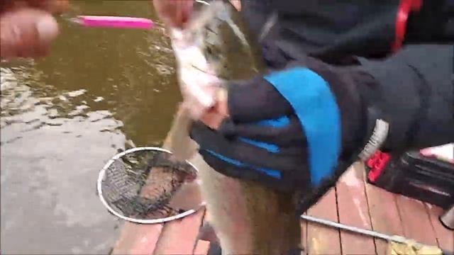 Форель клюёт на стик - приманка, которая сделает рыбалку! Спорт зона на Клёвом месте лосином остров смотреть онлайн