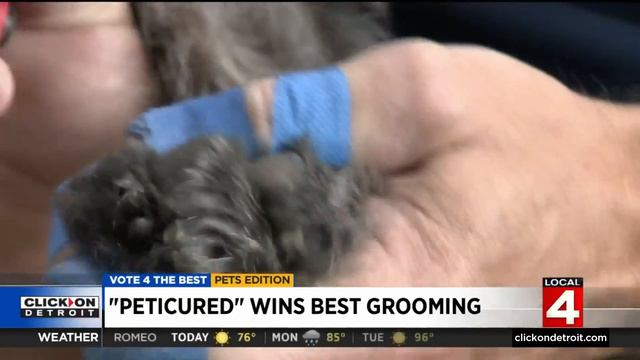 Meet the Vote 4 the Best Pets Grooming Winner смотреть онлайн
