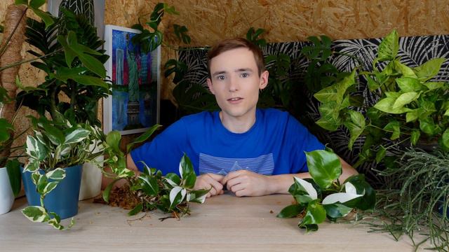 Philodendron White Wizard oraz White Knight смотреть онлайн