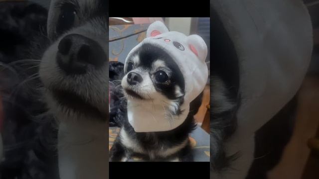 #скз #стрейкидс #хенджин #феликс #банчан #банчан #джисон #Кками смотреть онлайн