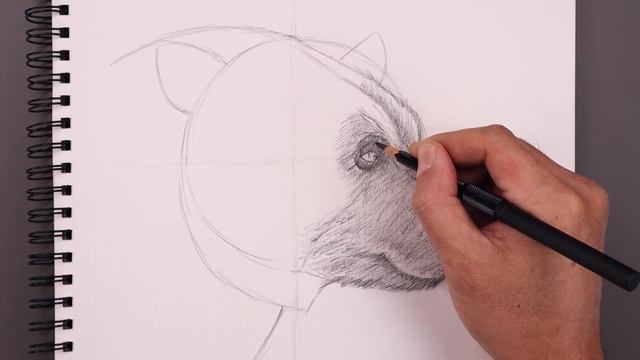 How To Draw a Bear | Sketch Tutorial смотреть онлайн