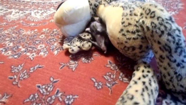 Четвероногая колбаска/Quadrupedal sausage смотреть онлайн