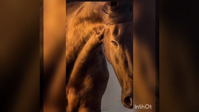 интересные факты про лошадей смотреть онлайн