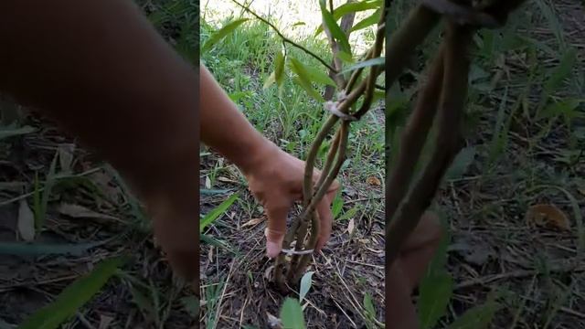 МЧС предупреждает! Такое впервые! Формирую шаровидную иву)