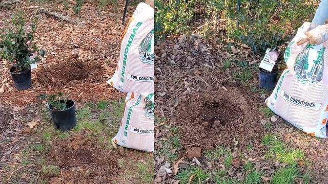 How To Grow Camellias | Camellia Japonica vs Sasanqua смотреть онлайн