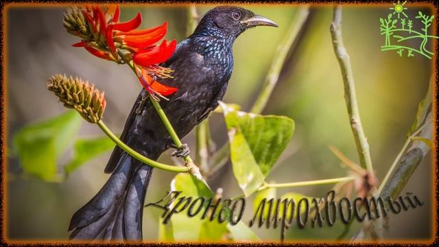 Голоса птиц Как поет #Дронго лирохвостый (Dicrurus hottentottus).mp4 смотреть онлайн