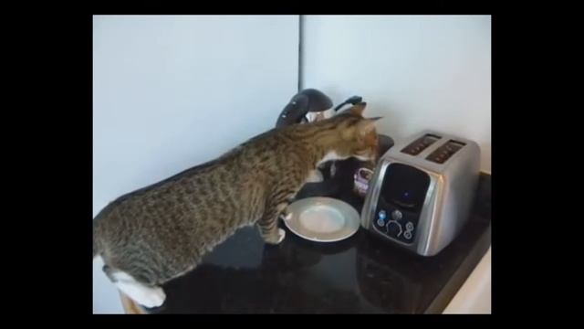 Кот испугался тостера Cat vs Toaster смотреть онлайн