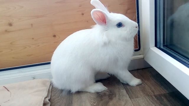 Кролик Крош и кошка Фрося)