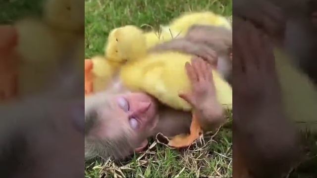 Обезьянка и утки смотреть онлайн