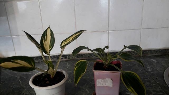 #hosta / Ранняя покупка хост ( лат. Hosta) Отем Фрост(Autumn Frost) и  Стинг(Sting). Проращивание