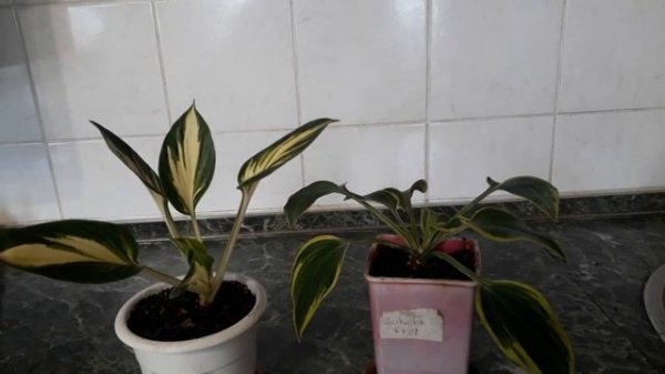 #hosta / Ранняя покупка хост ( лат. hosta) Отем Фрост(Autumn Frost) и  Стинг(Sting). Проращивание