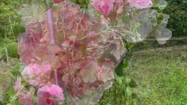 Роза плетистая Жасмина(Jasmine) Кордес 2005 смотреть онлайн