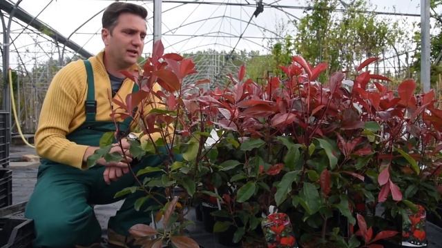 Photinia fraseri 'Camilvy' – Korallberkenye смотреть онлайн