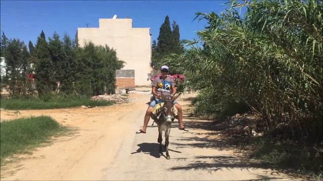 Катаемся на верблюдах. Тунис смотреть онлайн