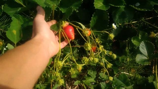 Лучшие ремонтантные сорта клубники.Сорт Ирма смотреть онлайн