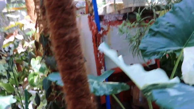 How Chicken House Turn To | MINI GARDEN | MAKE OVER + GARDEN TOUR | Lovekye 8