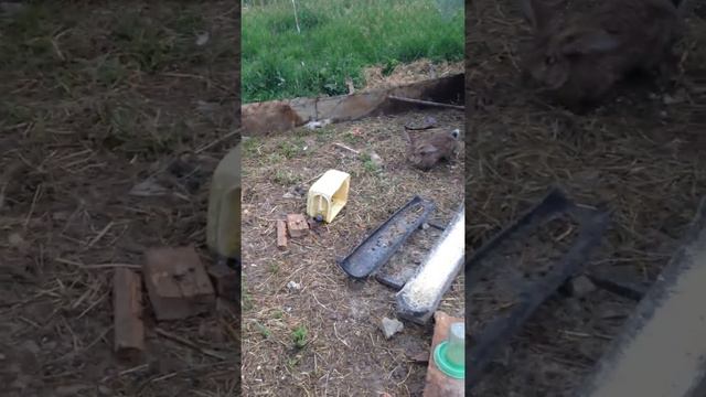 Бой кролика с курицей смотреть онлайн