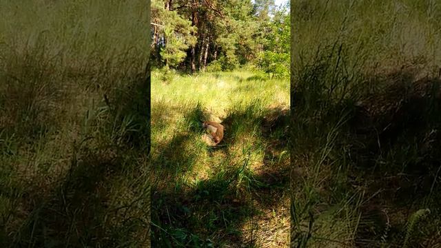 Ширли кайфует смотреть онлайн