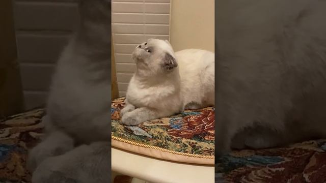 Шотландская вислоухая. Scottish fold. 14 дней в нашей семье. смотреть онлайн