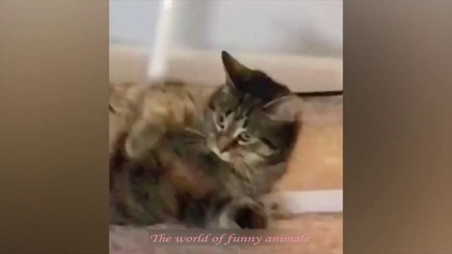 МИЛЫЕ КОШКИ И СОБАКИ, КОТОРЫЕ ЗАСТАВЯТ ВАС СМЕЯТЬСЯ ?СМЕШНАЯ ПОДБОРКА ПРО ЖИВОТНЫХ⭐ПРИКОЛЫ С КОТАМИ⭐ смотреть онлайн