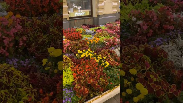 Клумба с цветами. Москва. смотреть онлайн