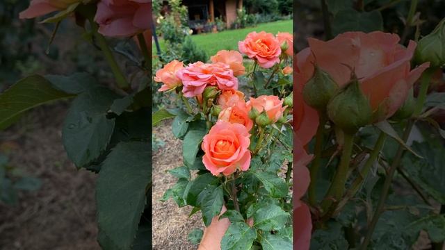 Роза Вивьен Westwood Розы итальянского селекционера barni Не пропустите показ!и￼￼ смотреть онлайн