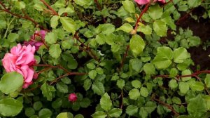 Rose Christopher Marlowe