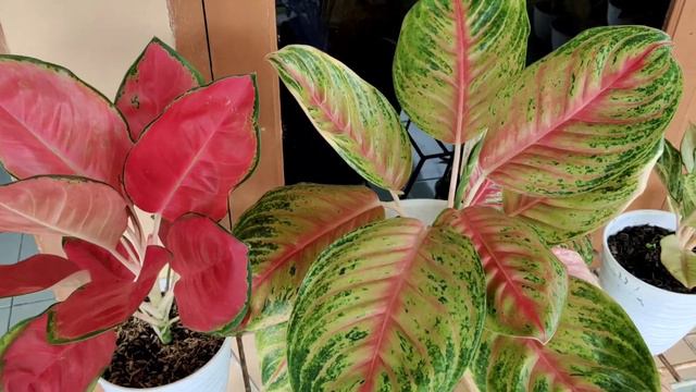 CARA MERAWAT AGLAONEMA AGAR RIMBUN - AGLAONEMA KOLEKSIAN смотреть онлайн
