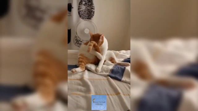 СМЕШНЫЕ КОШКИ И ДРУГИЕ ЖИВОТНЫЕ/ 4 МИНУТЫ СМЕХА/ FUNNY CATS AND OTHER ANIMALS