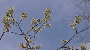 Исцеление от кист на яичниках (без упоминаний о Боге)