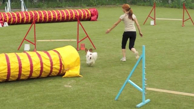 Чемпионат СЗФО по аджилити, 07.06.2014 г., v39 смотреть онлайн