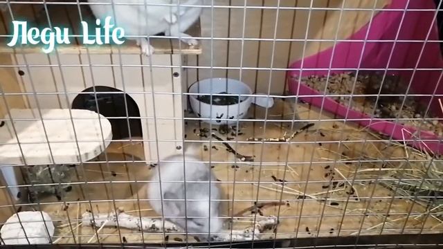 Шиншилленку месяц! смотреть онлайн