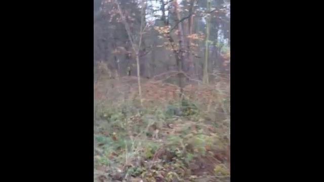 Осень (Авторская) смотреть онлайн