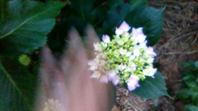 Hydrangea Full Moon смотреть онлайн