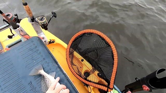 Speck smackdown by The Swamp Posse Kayak Club смотреть онлайн