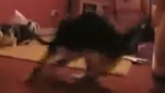 Глупые кошки.flv смотреть онлайн