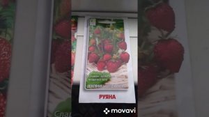 Выращивание клубники на балконе. Легко и просто!