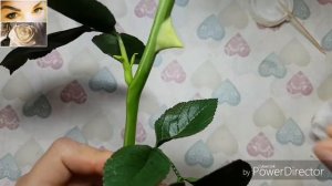 Шипы розы из холодного фарфора от #handmadeaif