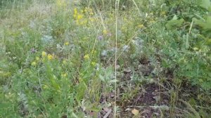 #Дикий чеснок #Горный чеснок #Лесной #чеснок