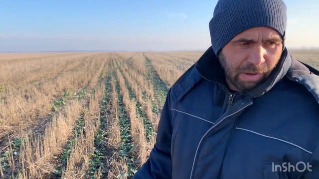 Озимый рапс, как мы заходим в зиму 2023. 24.12.22 смотреть онлайн
