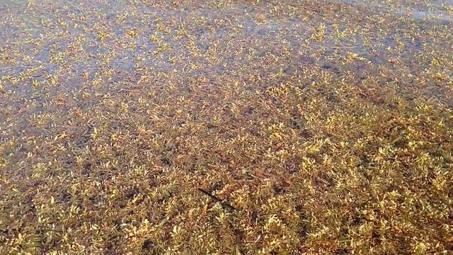 Algas \ Водоросли. смотреть онлайн