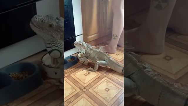 Ящерица ходит по дому смотреть онлайн