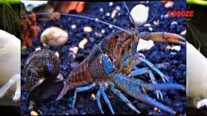 Аквариумный Флоридский рак. Содержание в аквариуме, разведение, уход и совместимость