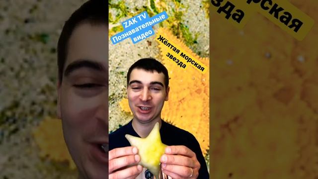 Растяжимый желудок и ядовитые свойства желтой морской звезды смотреть онлайн