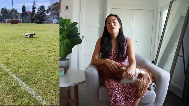 COMMON HEREDITARY ISSUES IN CAVALIER KING CHARLES SPANIELS AND HOW WE MANAGE WITH HEALTHCARE ROUTIN