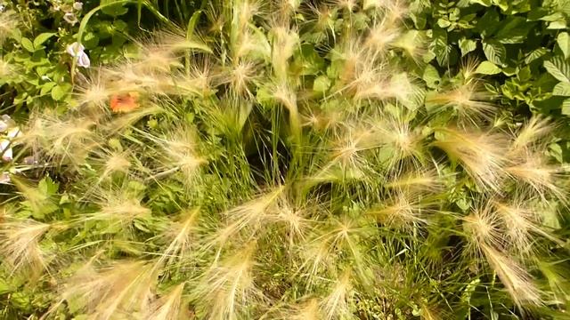 Гривастый ячмень.Декоративный злак.Сбор семян.Обрезка. смотреть онлайн